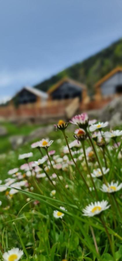Yayla