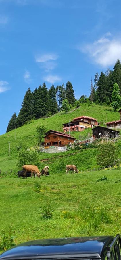 Yayla