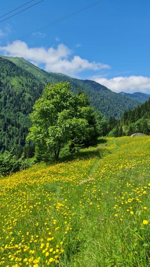 Yayla * Ayder Yaylasi